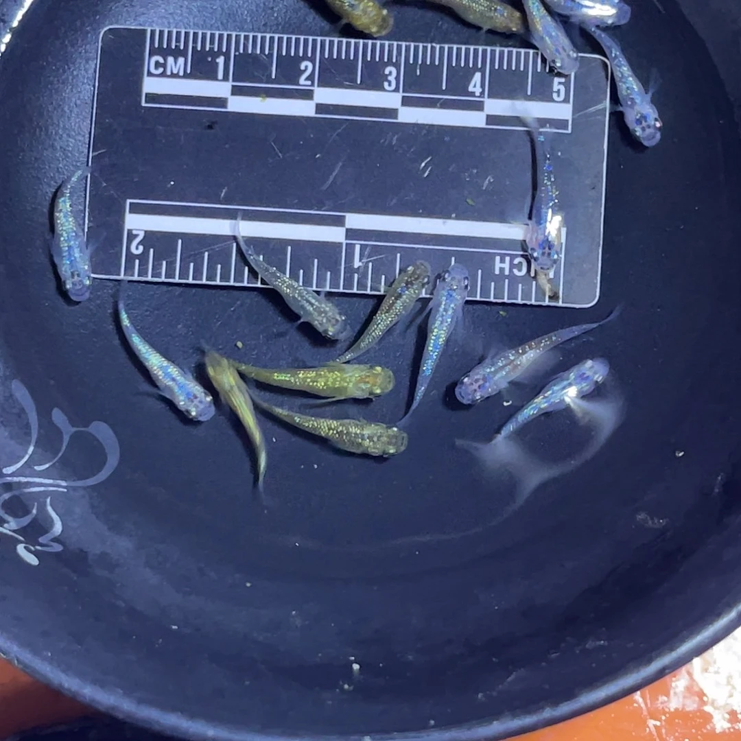 海水鱼1号哈哈哈哈哈哈