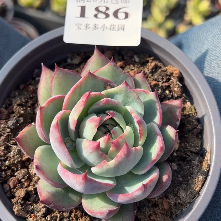 惊鸿量拍多肉满20包邮下午发