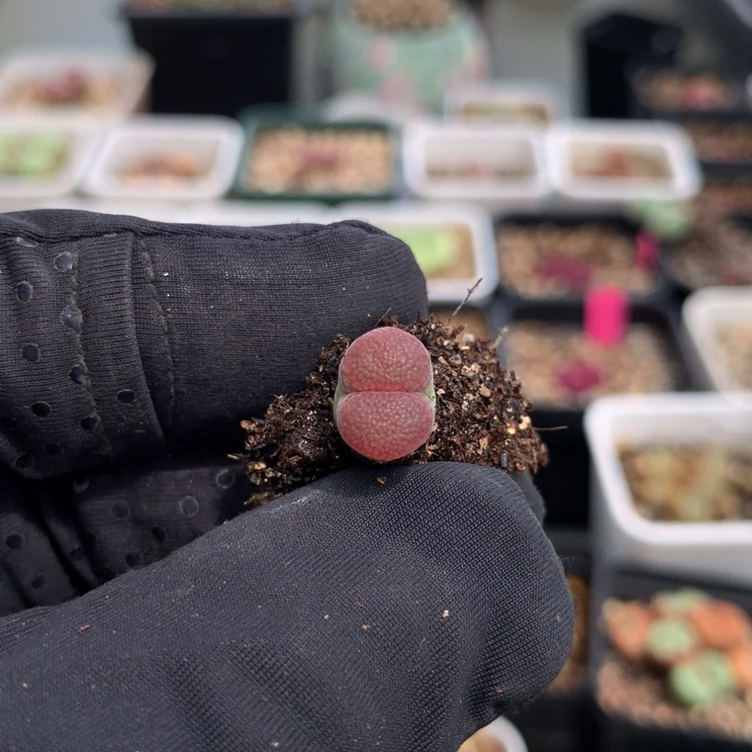 559鱼子酱母本一颗