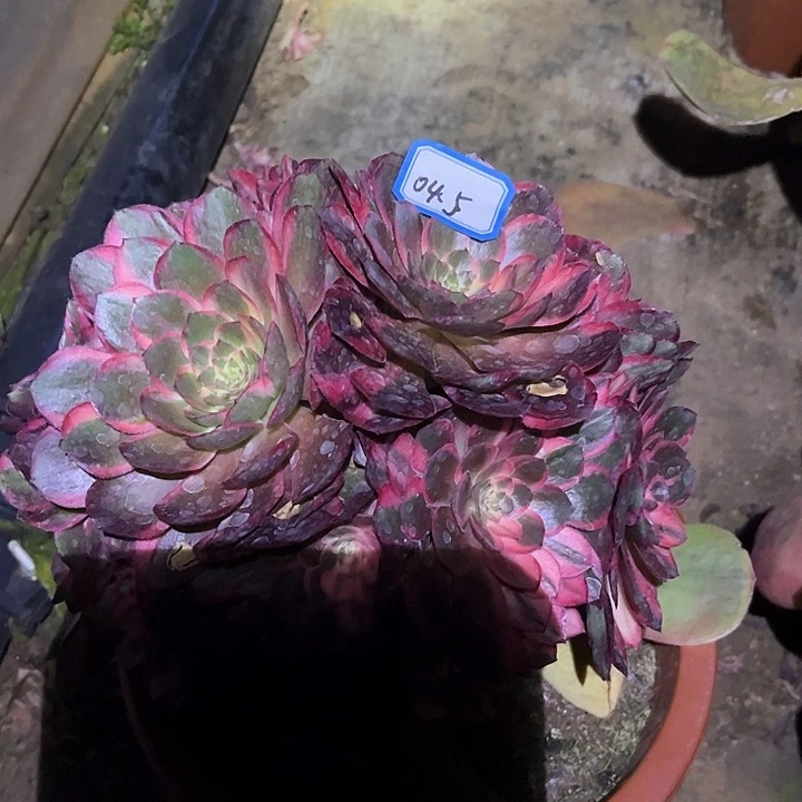 黑墨镜多肉植物04.5