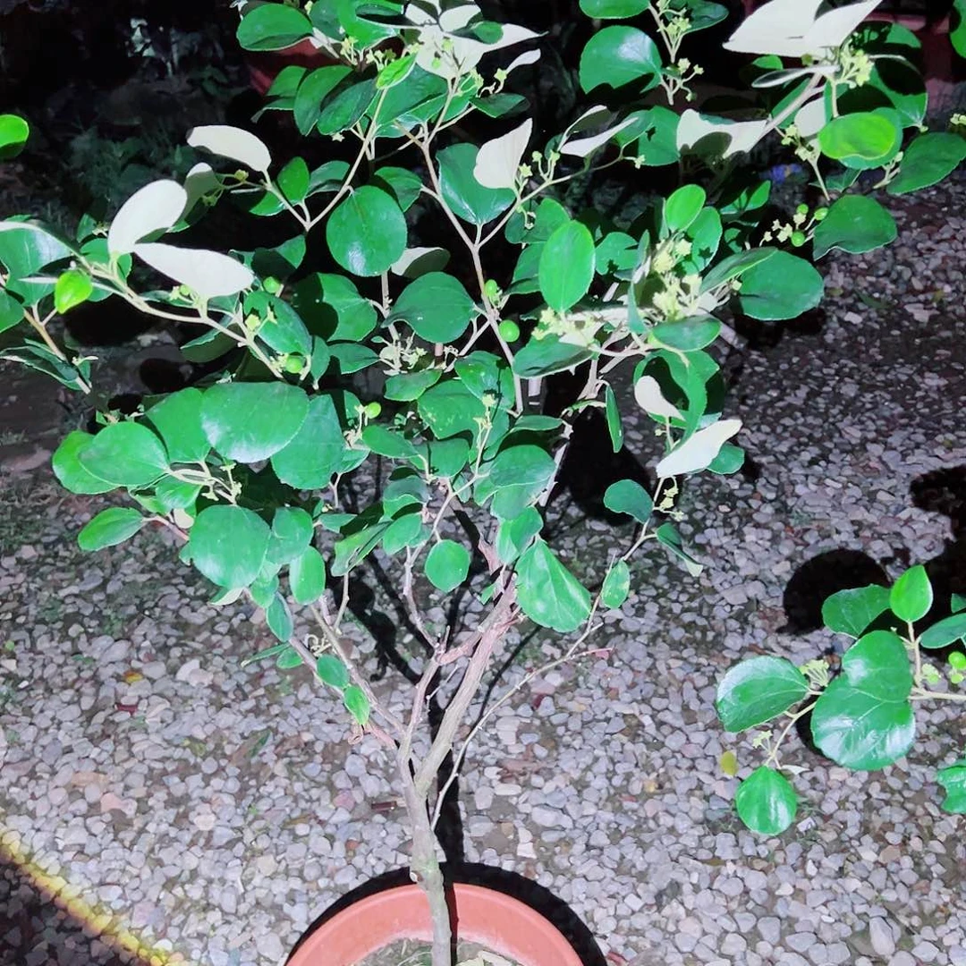 阳***门完全开放1111111111111111