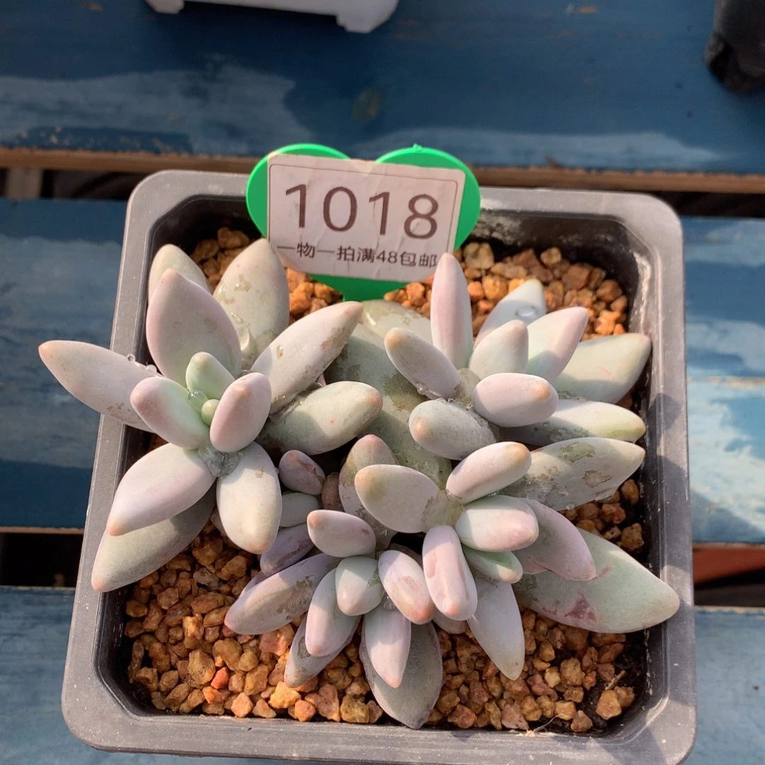 企鹅无砍一物一拍1018