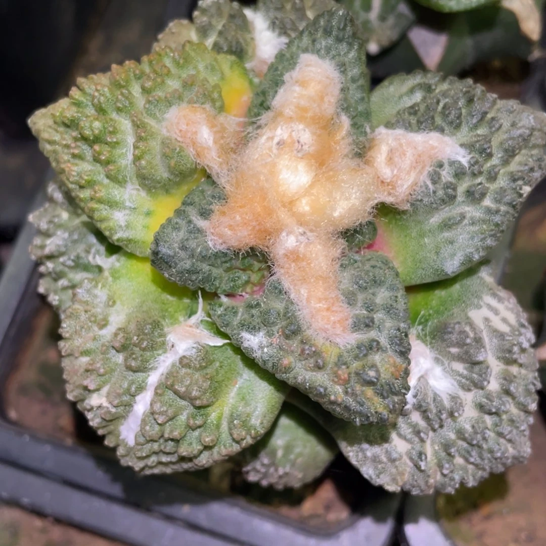 精选阴阳散斑菜花牡丹锦