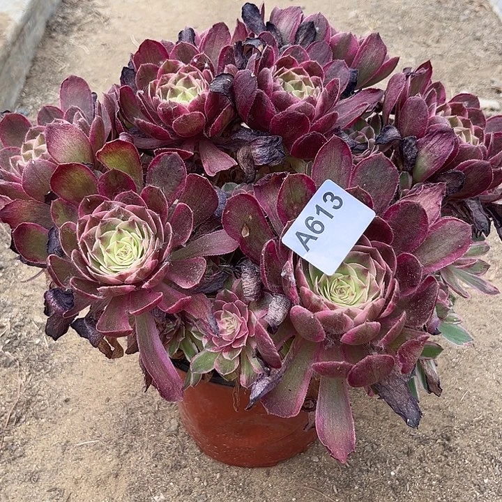 孔雀玲多肉植物613