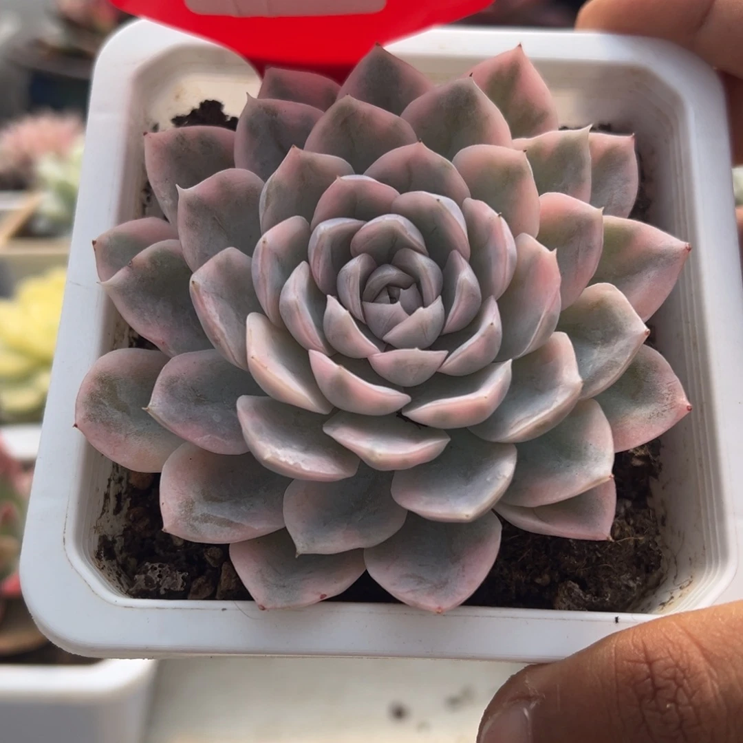 669号雪球锦多肉植物
