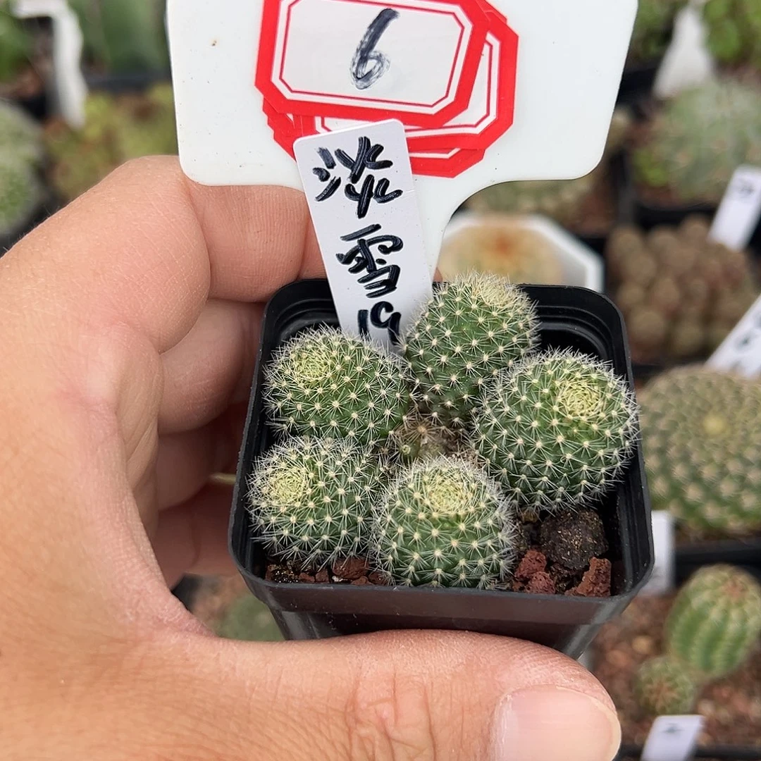 *****6往事多肉园仙人球开花了