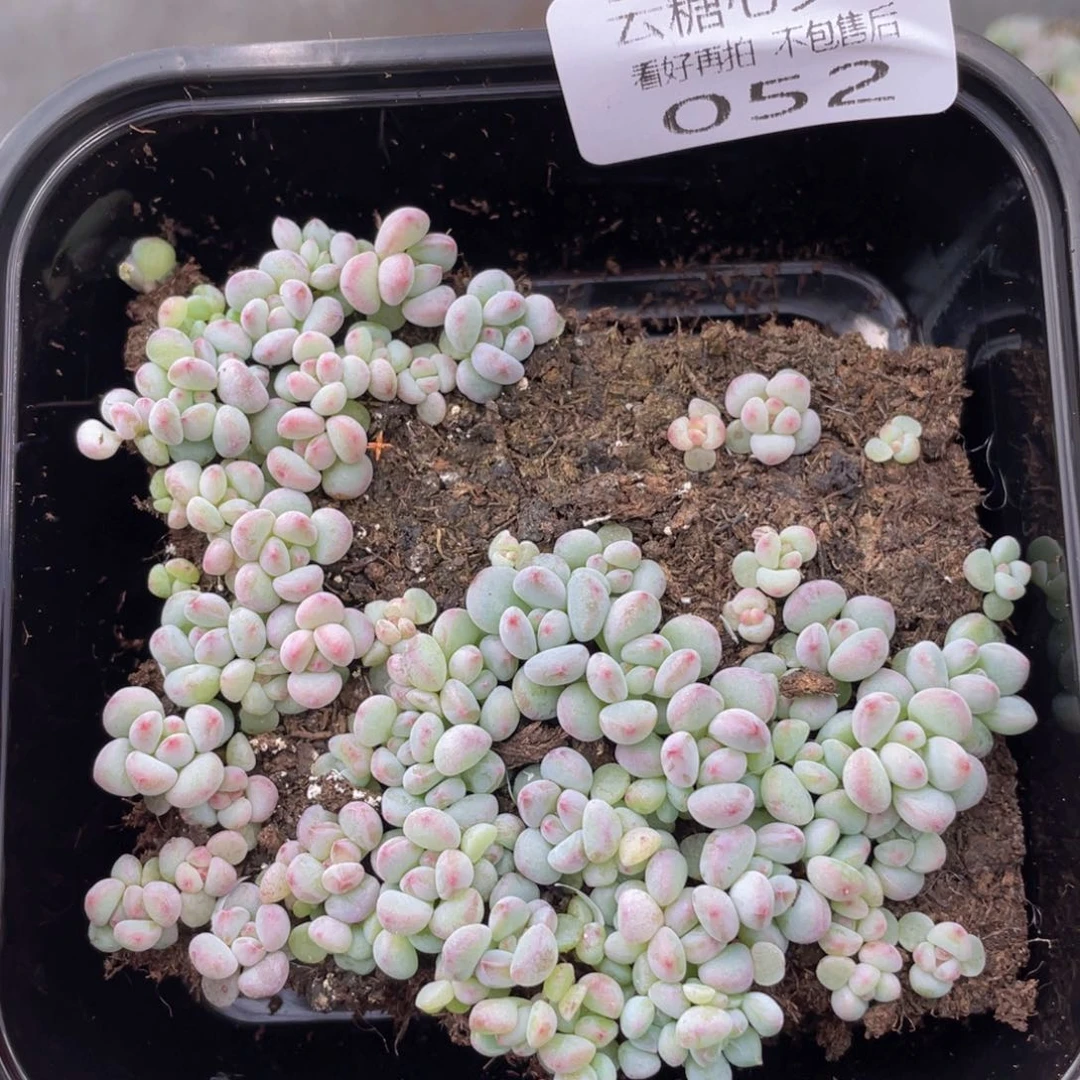 云糖心多肉植物52