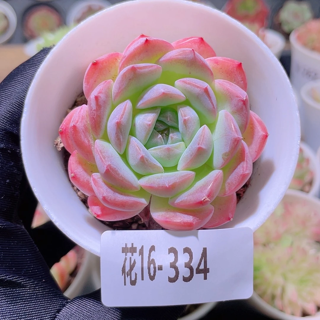 花利美16-334白桃汽水
