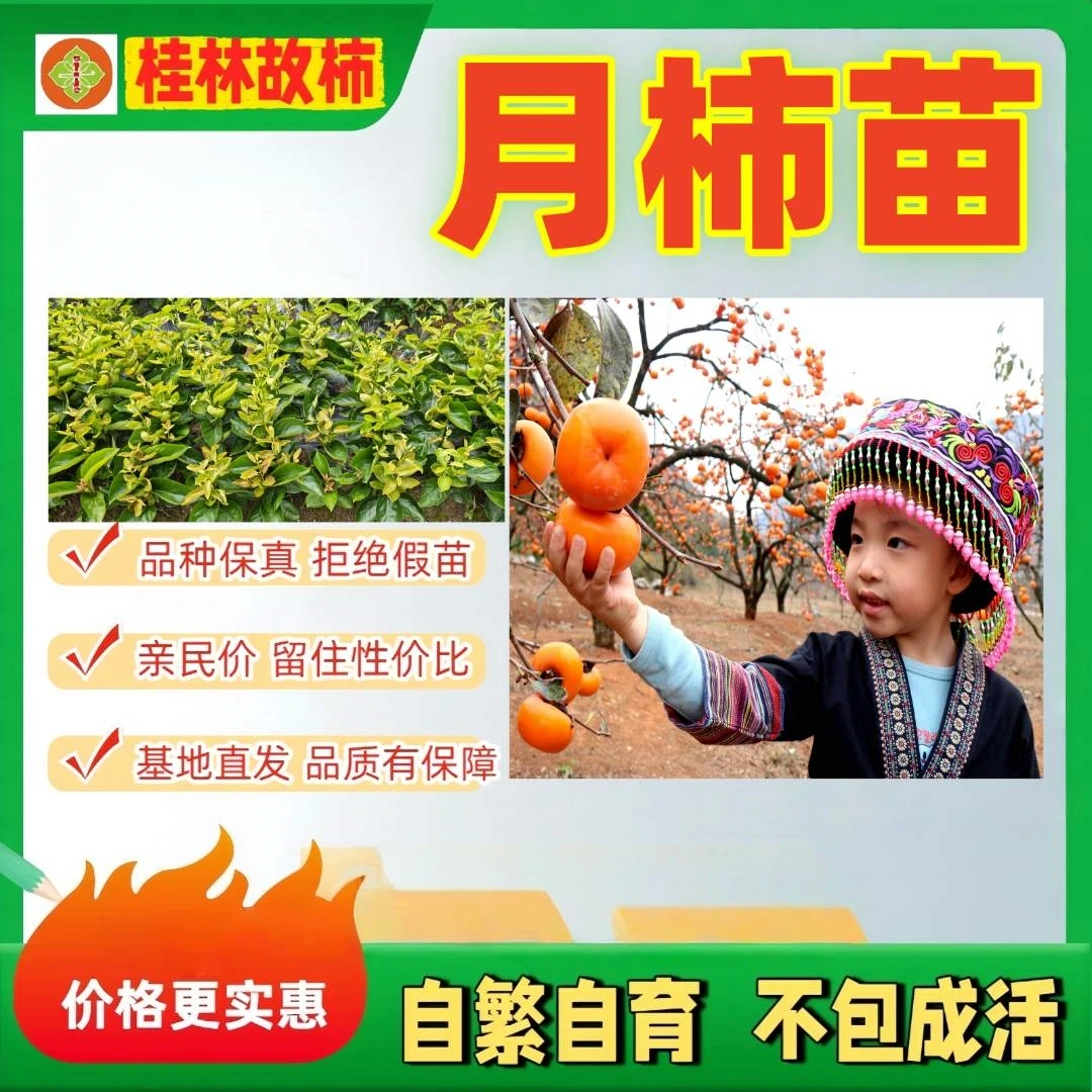 恭城月柿苗【柿长家】同款观景柿树可食可赏落叶发货不包成活柿子树