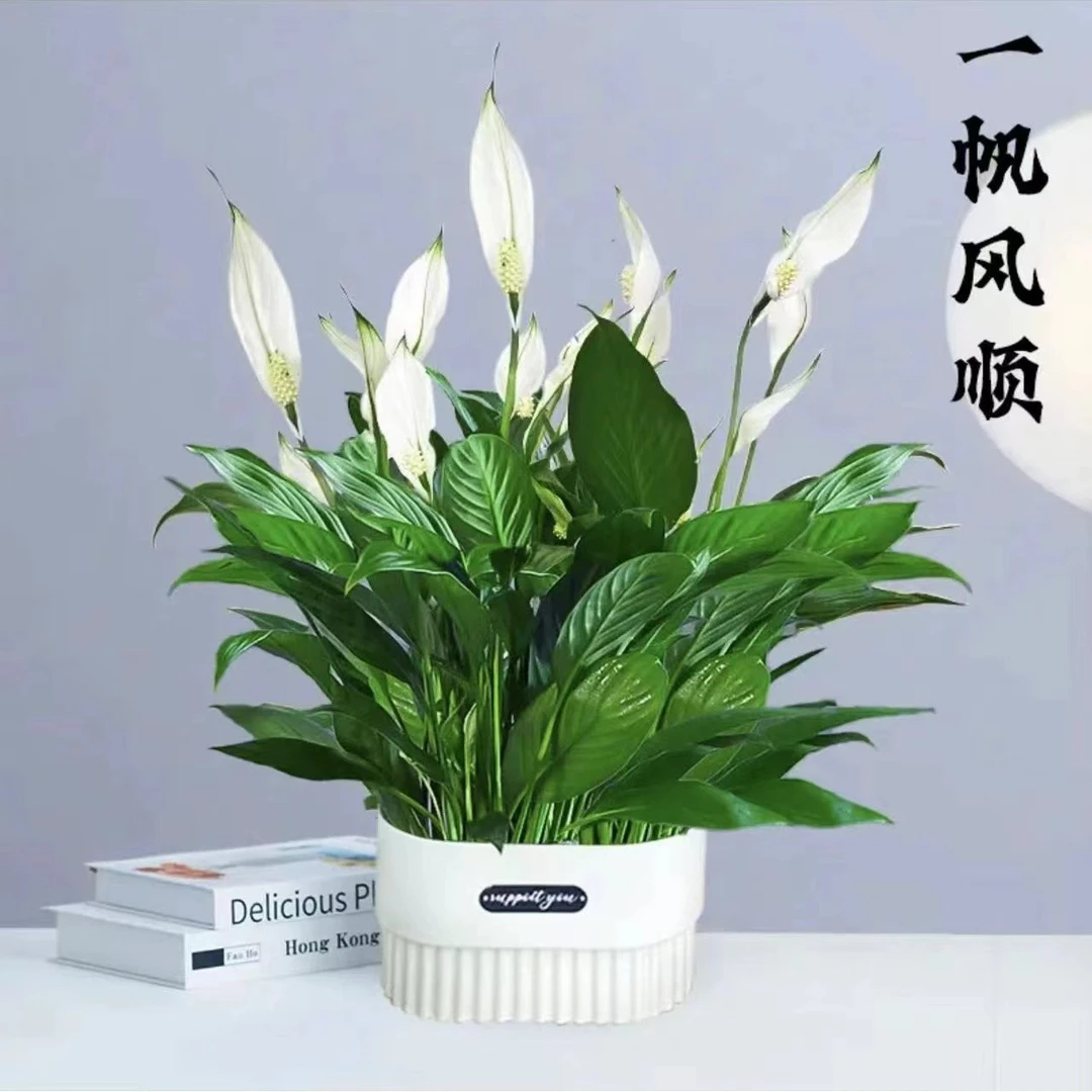 【新疆包邮】白掌水栽培绿植白掌家居净化空气一帆风顺