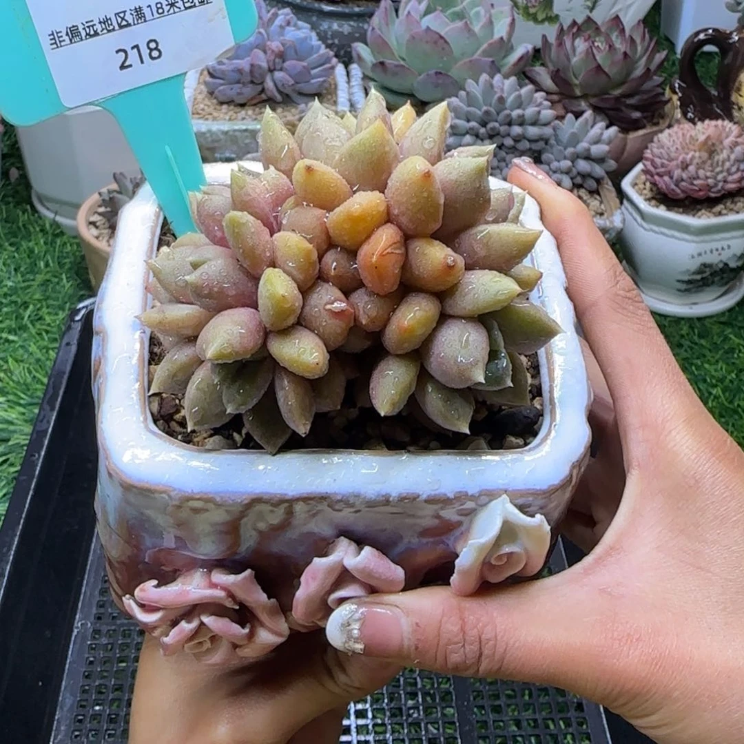 唐二姐多肉编号218