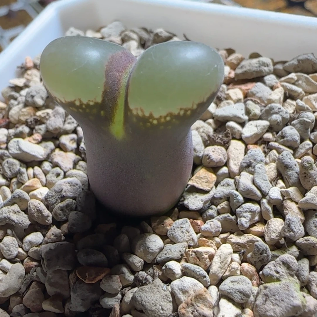 多肉植物风铃母本11号