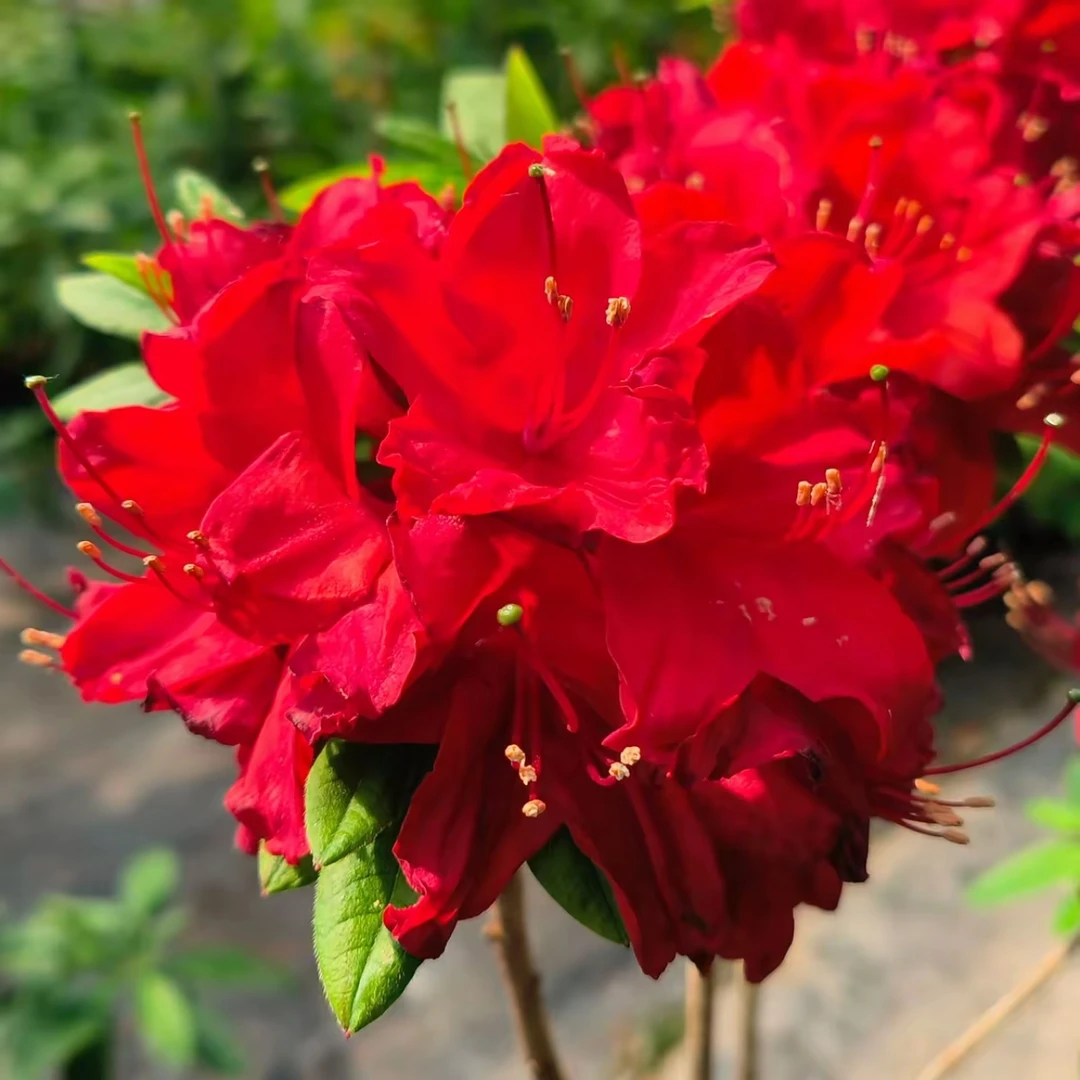 基地进口直发落叶杜鹃——丹阳