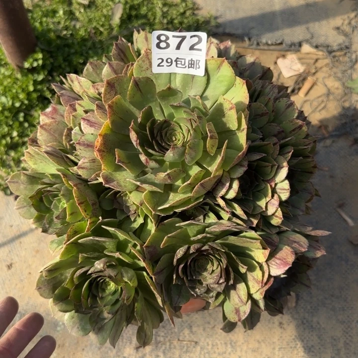 万拉丝……多肉植物……