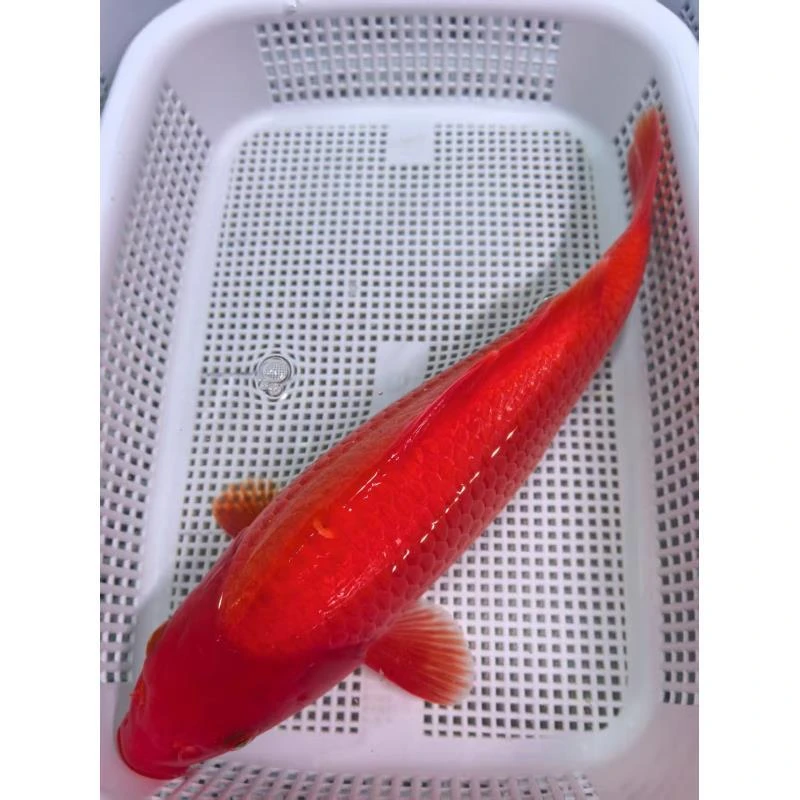 ⑧1条红介子21-23公分以上锦鲤