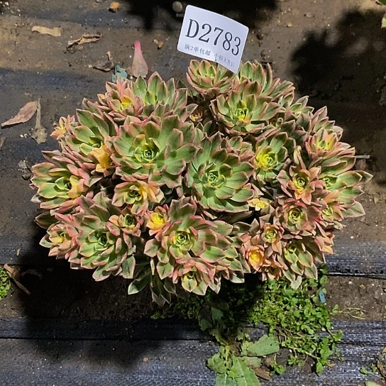 2783甜茶多肉法师锦