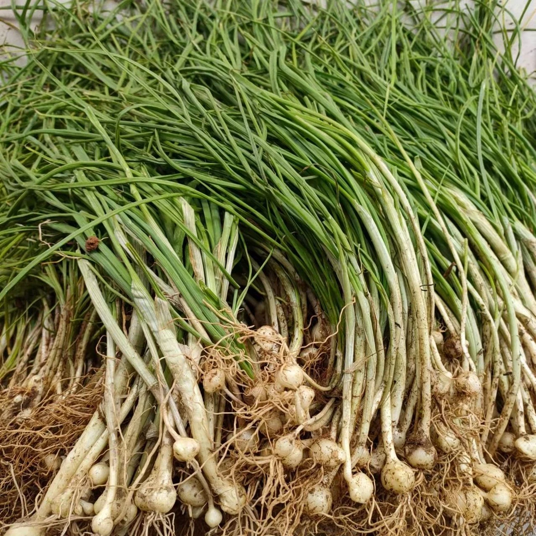 湖南怀化麻阳橙园小野葱新鲜小野葱现挖泡沫箱加冰包邮现挖现发
