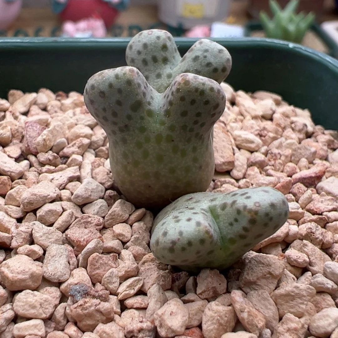 207。青蛙种源园艺955d大型斑马