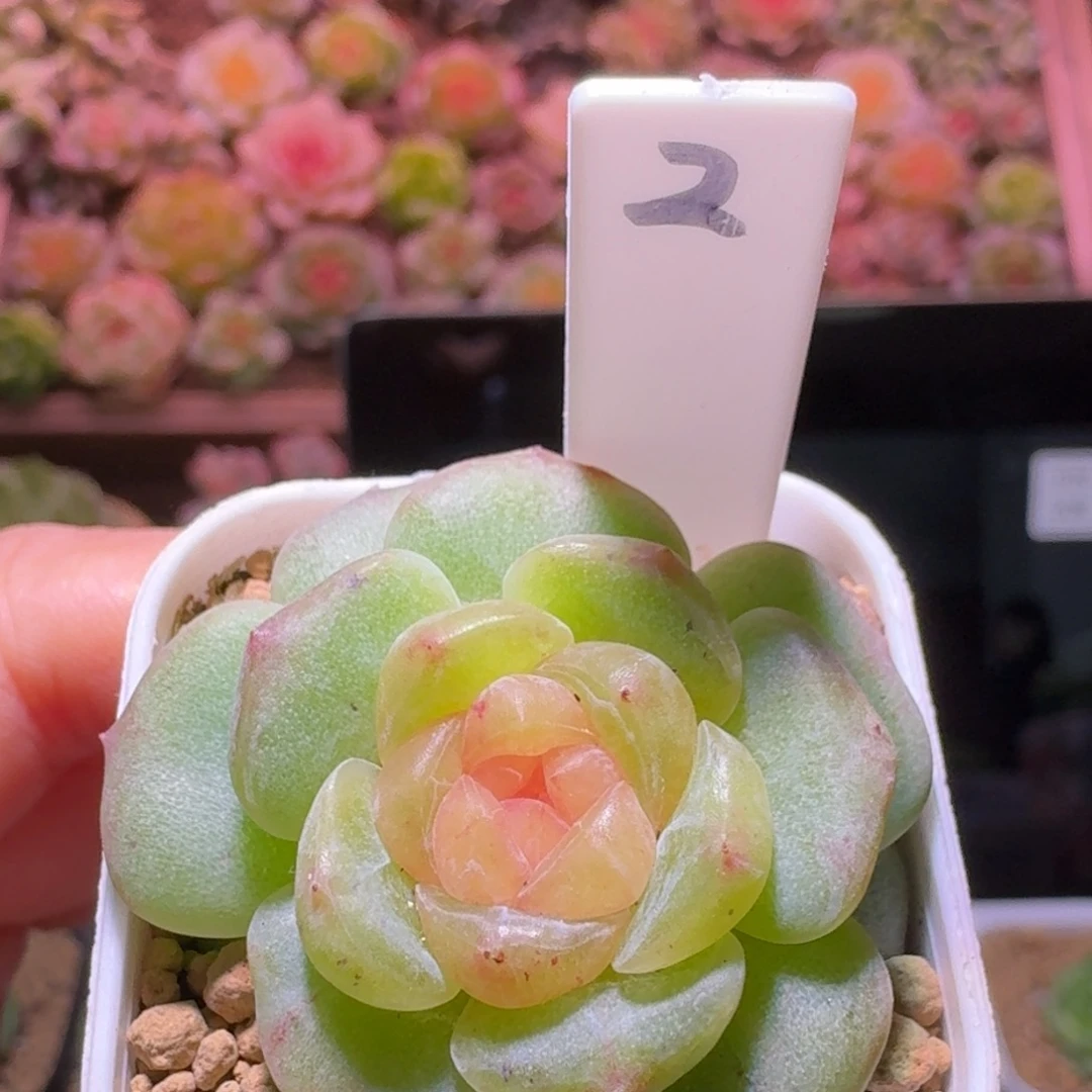 2满月单头哈哈哈哈哈
