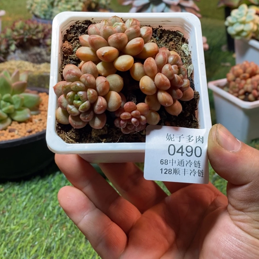 0490啊啊啊啊啊啊啊啊