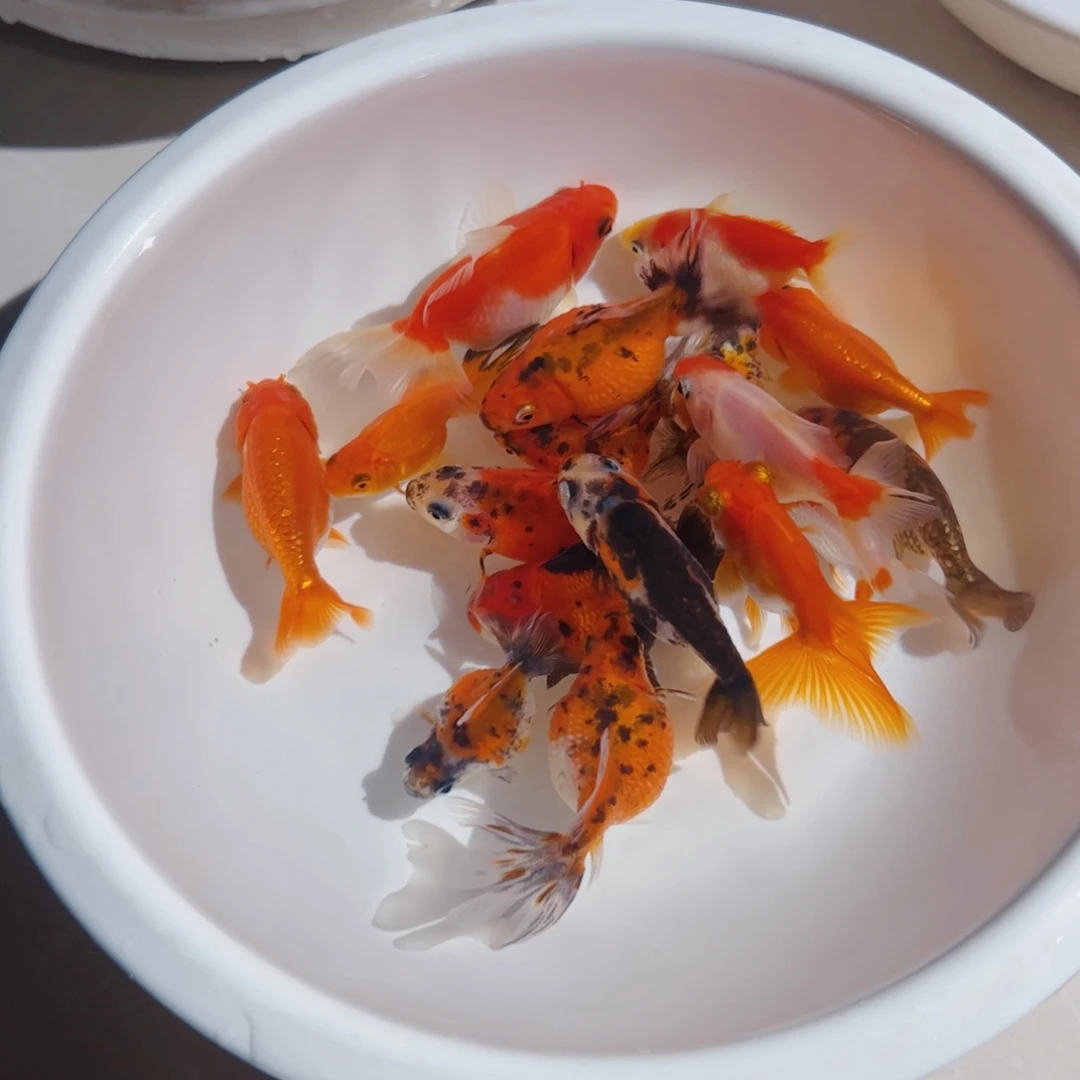 海水鱼1111111111111