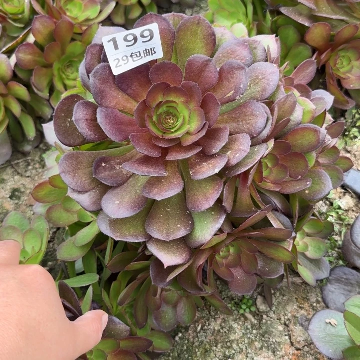 黑魔……多肉植物……