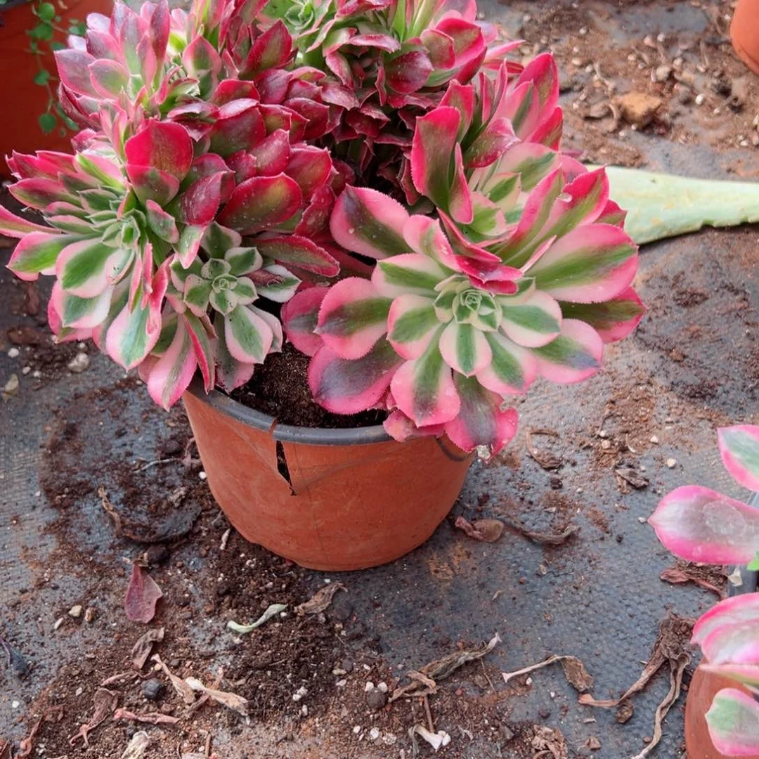 6 号多肉植物法师新年福利来