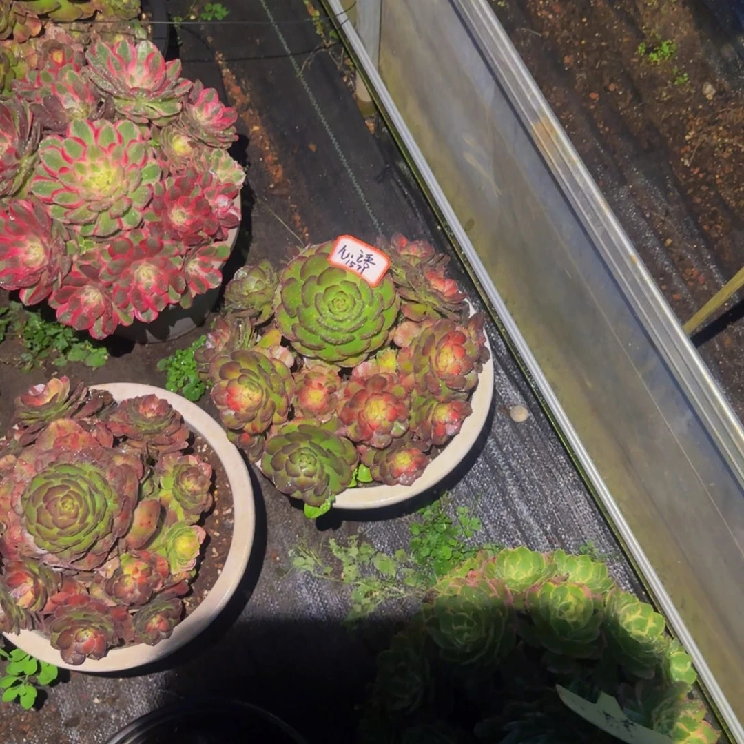 心***语1571多肉法师锦2111