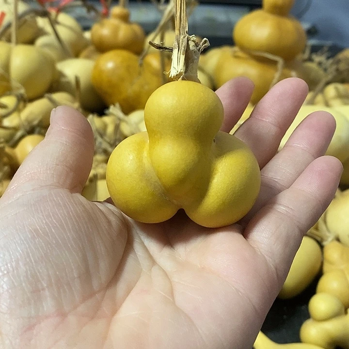 葫芦的颜色很好看