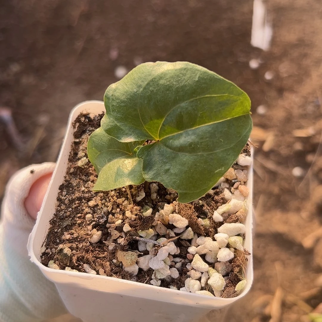 龟甲龙福呃呃呃呃呃呃呃呃