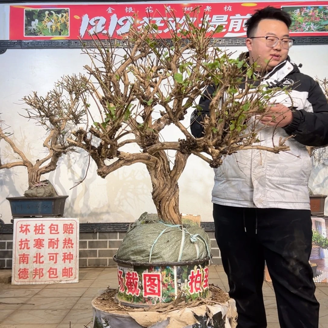 无花朵金银花5885555555555