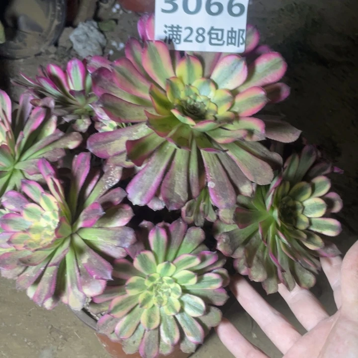 闪****星3066一号棚舞天姬A