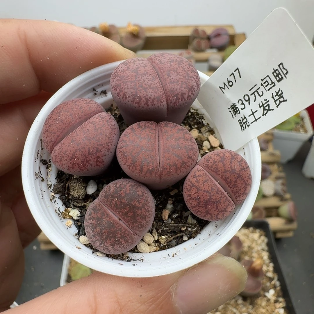 677多肉哈哈哈哈哈哈哈