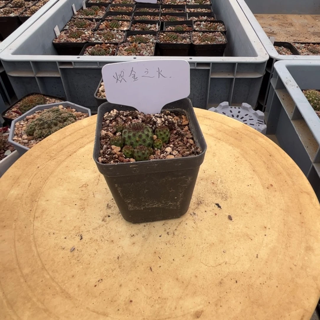 完全开放侧芽扦插繁殖