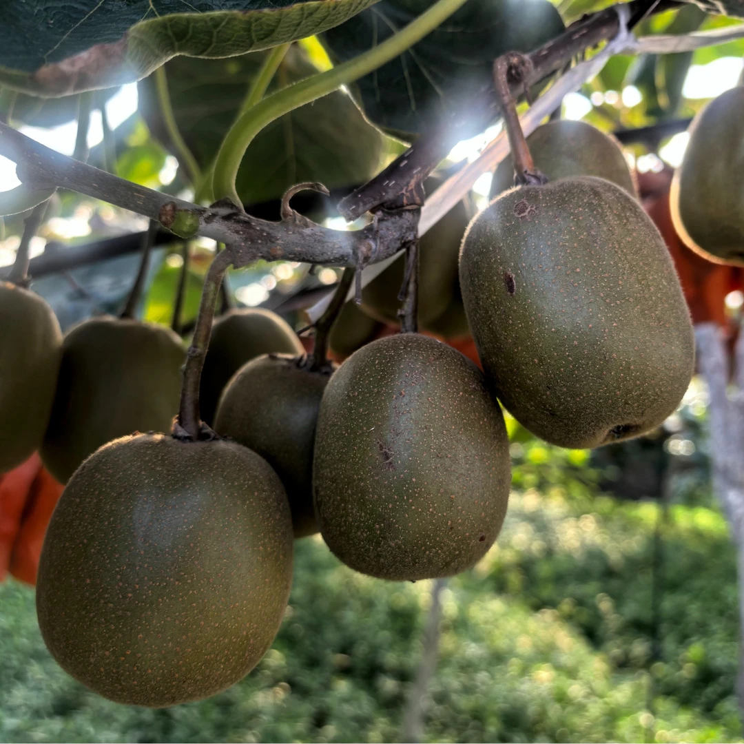 黑山谷红心猕猴桃 国家地理标志产品 单果80-150克