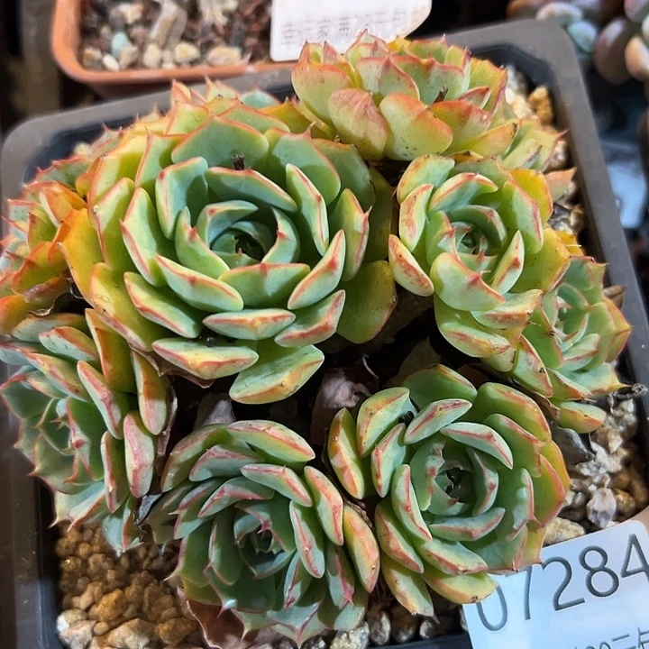 幸运的是我还没遇到
