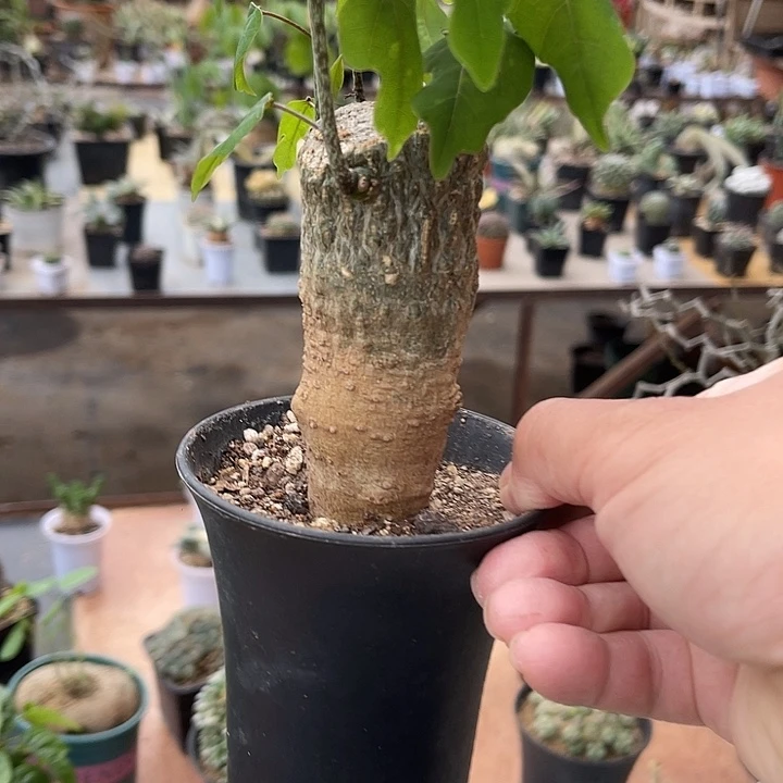 无花朵鳄鱼腺蔓一物一拍