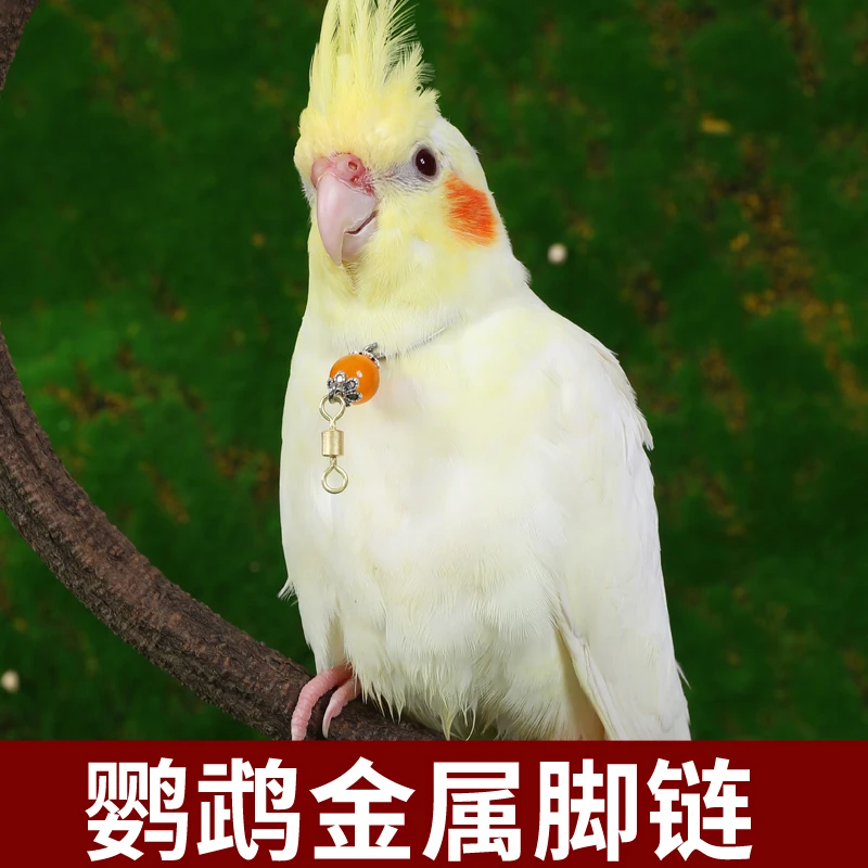 虎皮鸟用脖套牡丹玄凤鹦鹉脖圈不锈钢鸟链子训鸟八哥用具用品活扣