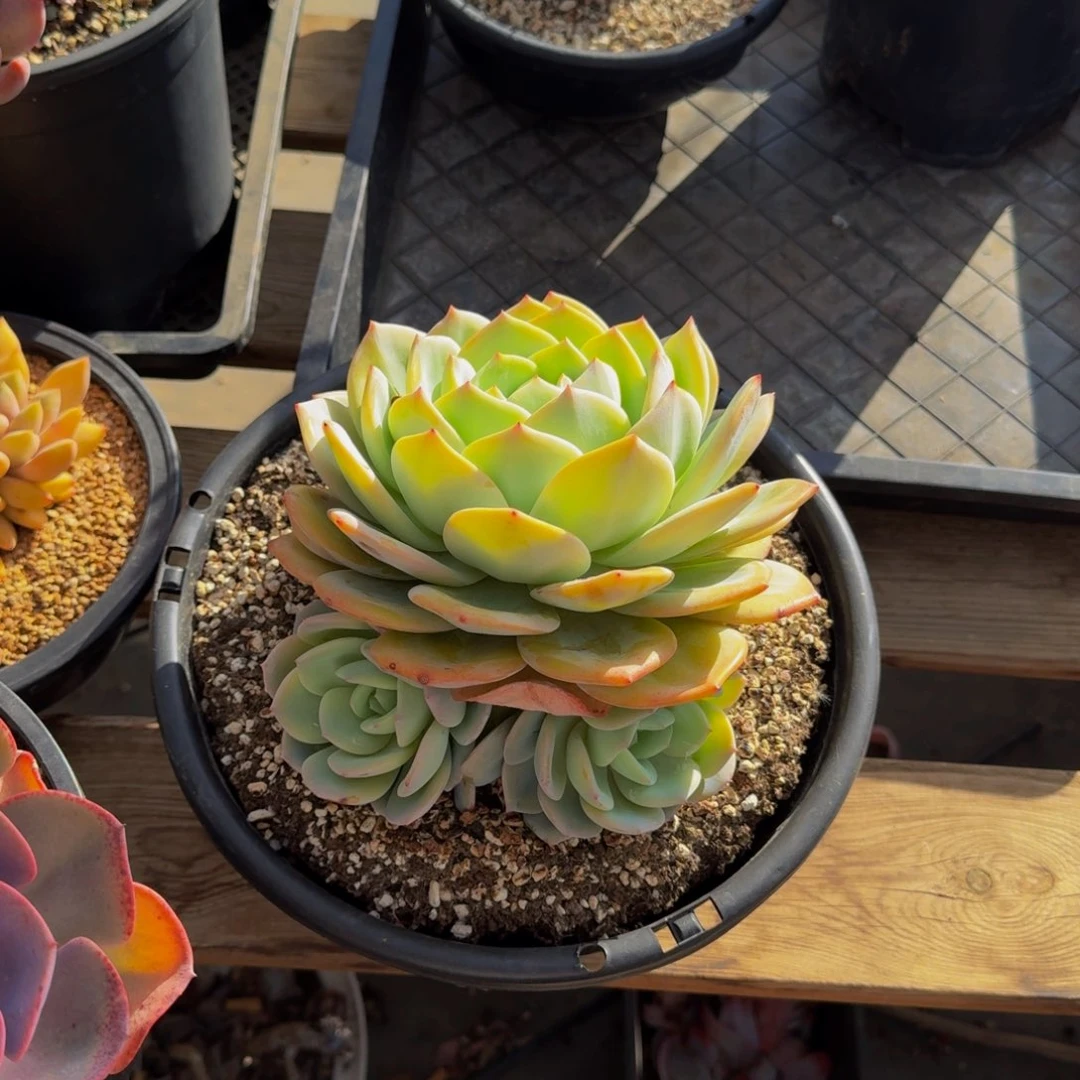 苏*凤橙福利价不包损