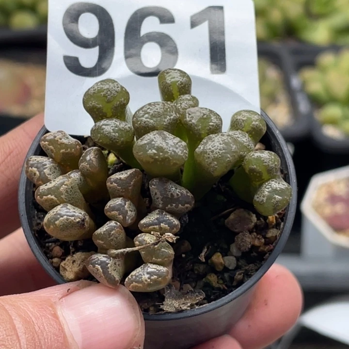 完全开放961蝴蝶勋章