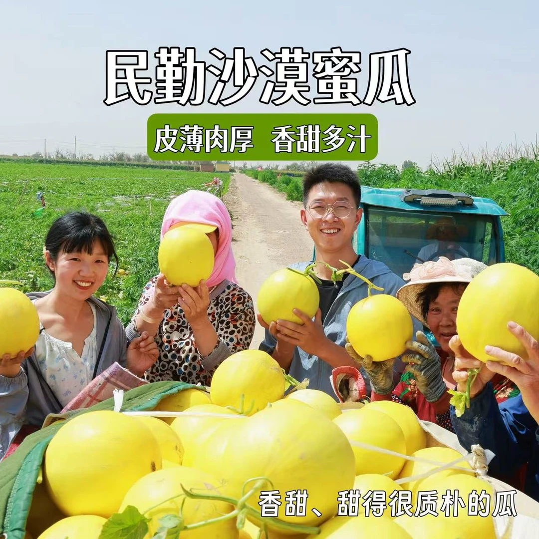 正宗甘肃民勤沙漠蜜瓜原产地新鲜现摘现发脆甜多汁甜瓜金红宝包邮