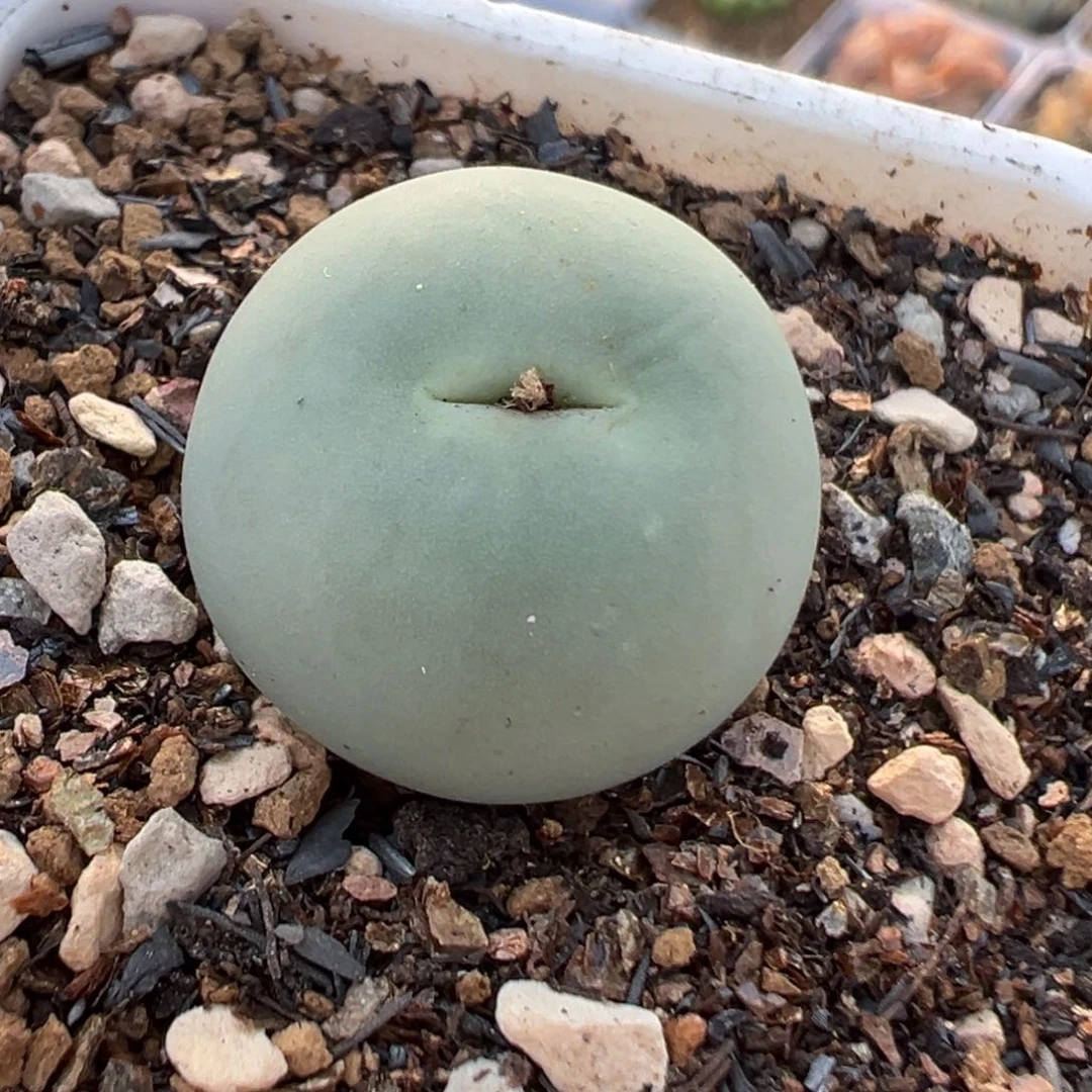 054多肉植物种类多样