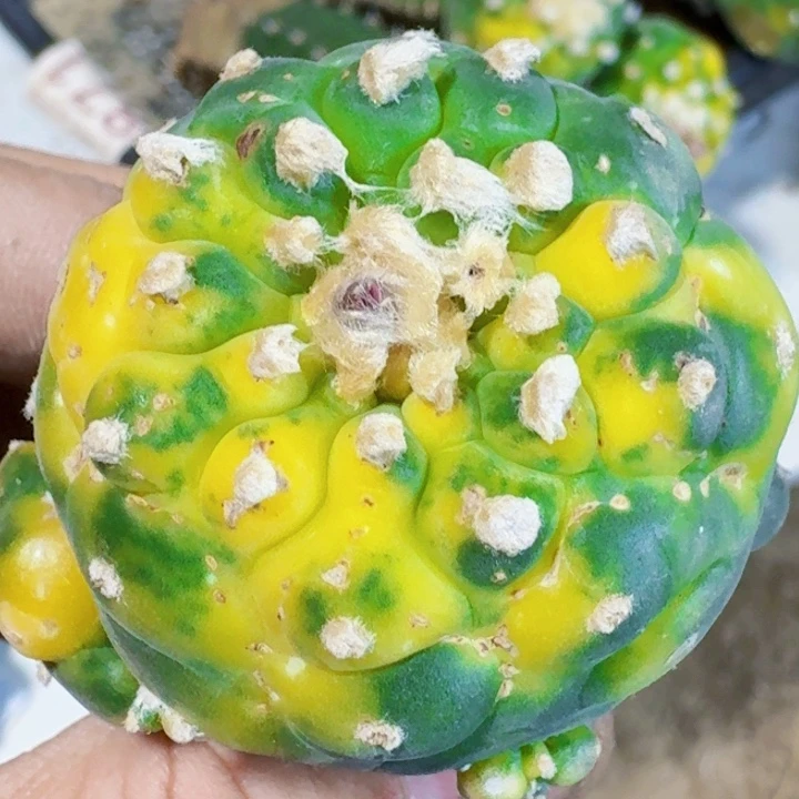 福利苗接银锦667