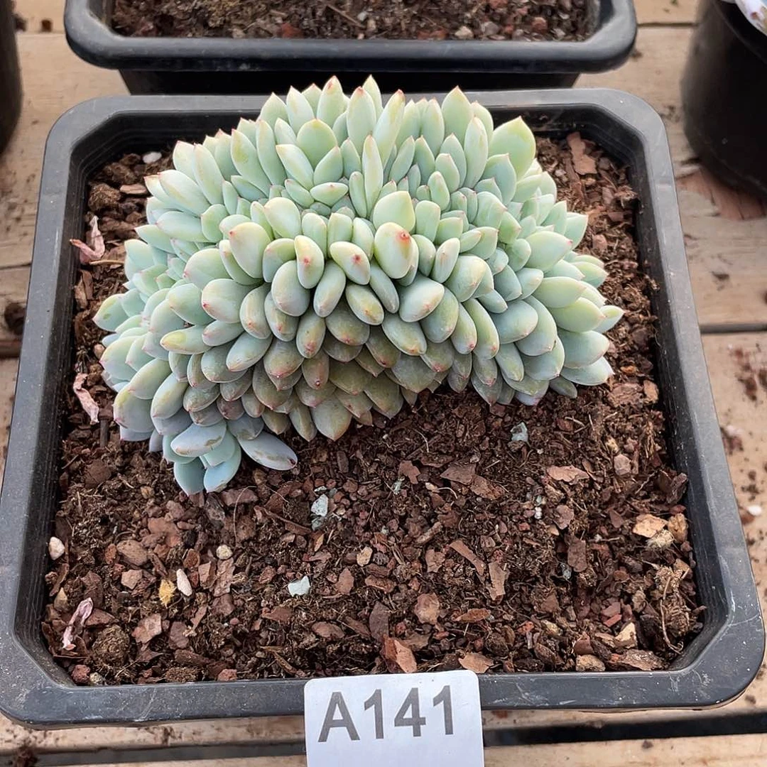141多肉植物多肉植物