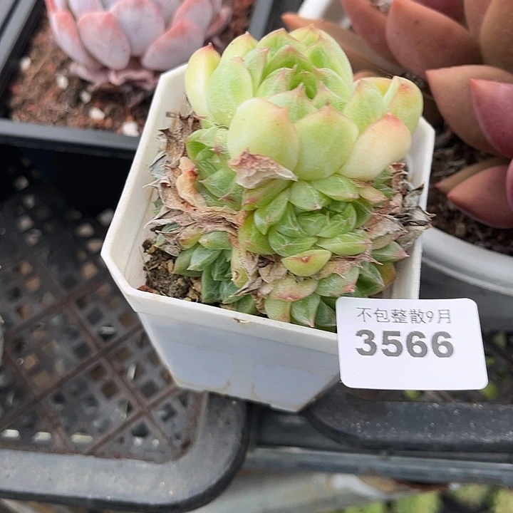 阿雅园艺。     3566麦秆