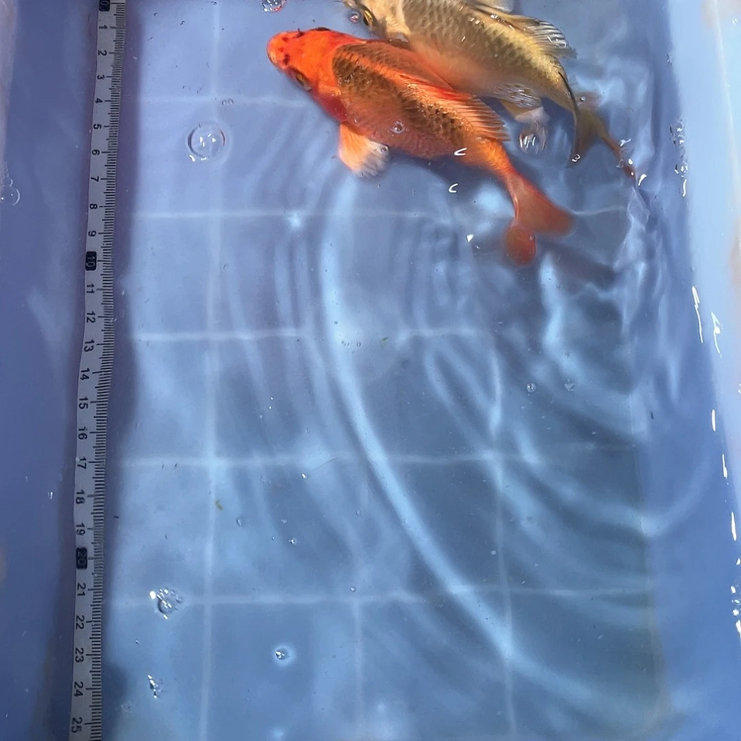 蝴蝶鲤各色蝴蝶鲤渔场直发