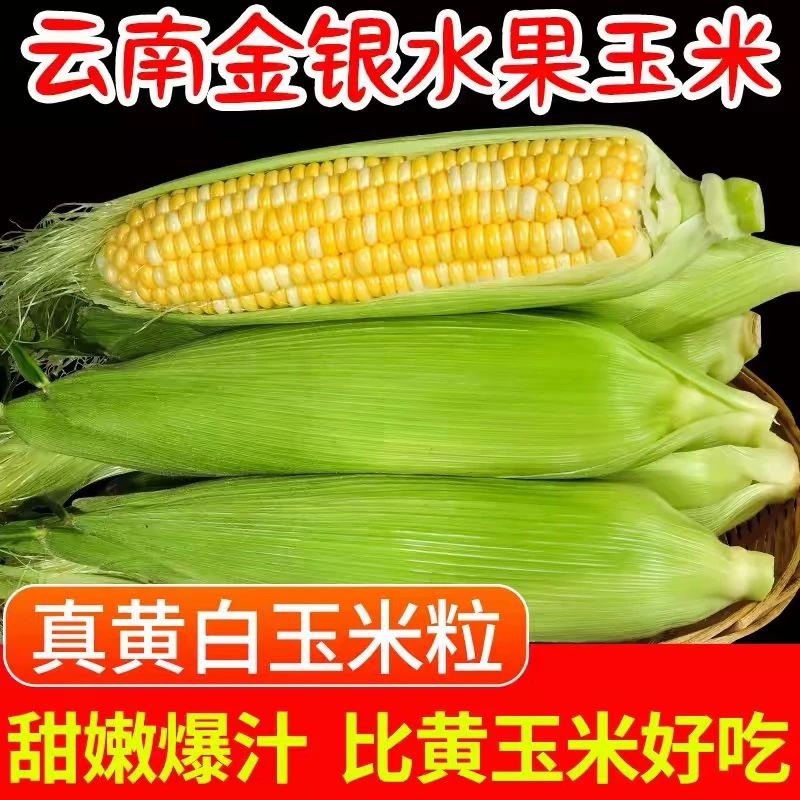 云南新鲜金银水果玉米甜脆多汁可生吃现摘精品玉米棒