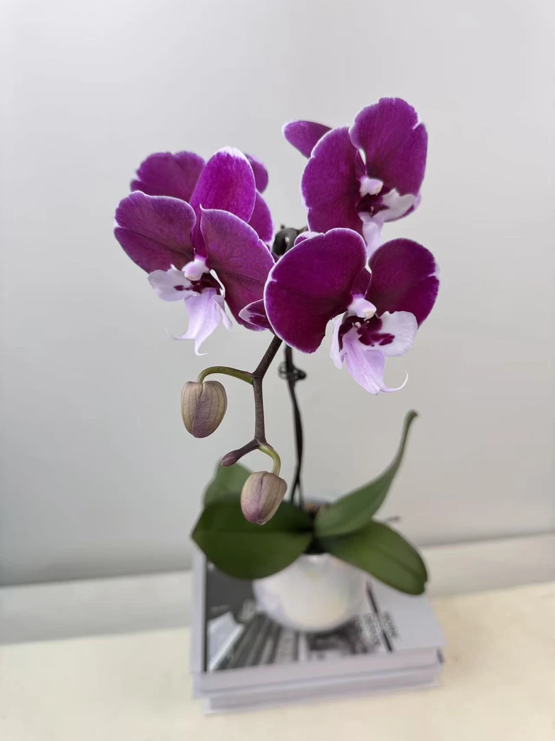 蝴蝶兰【宾利】鲜花盆栽室内观赏花花佛山基地直发好养易活