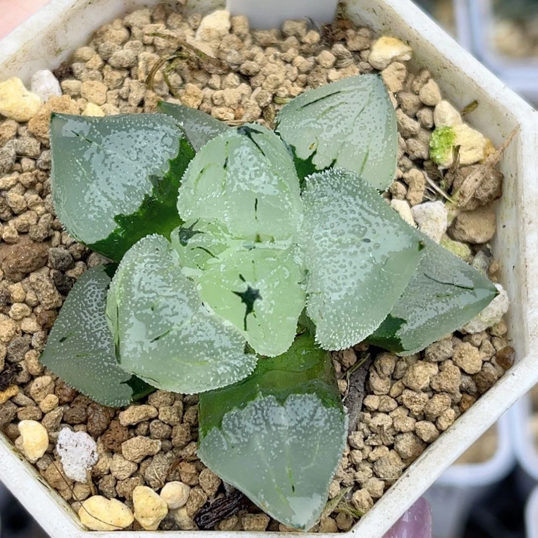 61初代冰鸾玉福利专场