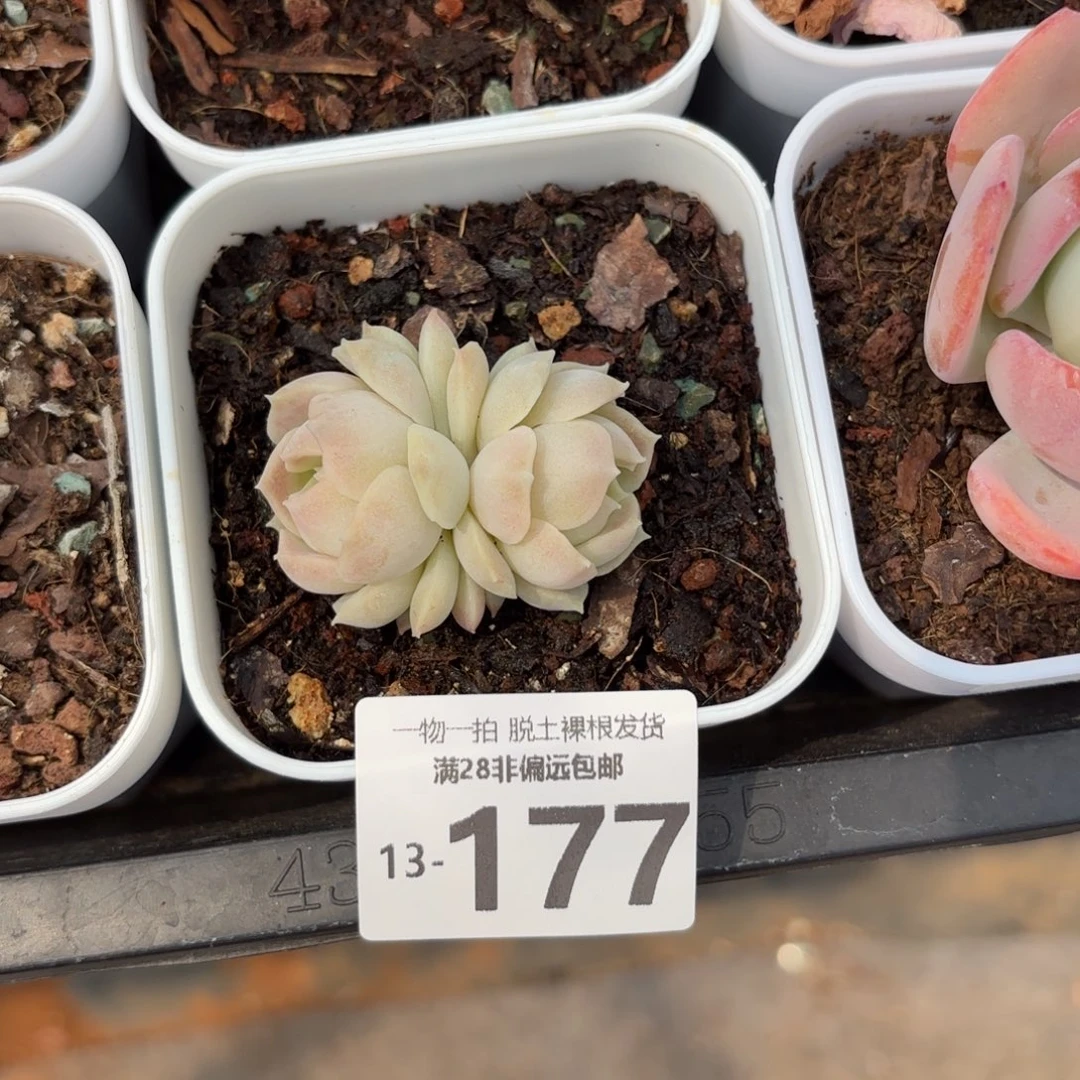 泡影双头多肉多肉多肉